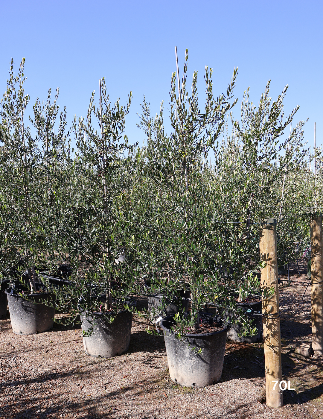 Olea europaea 'Kalamata' - Olive - Evergreen Trees Direct