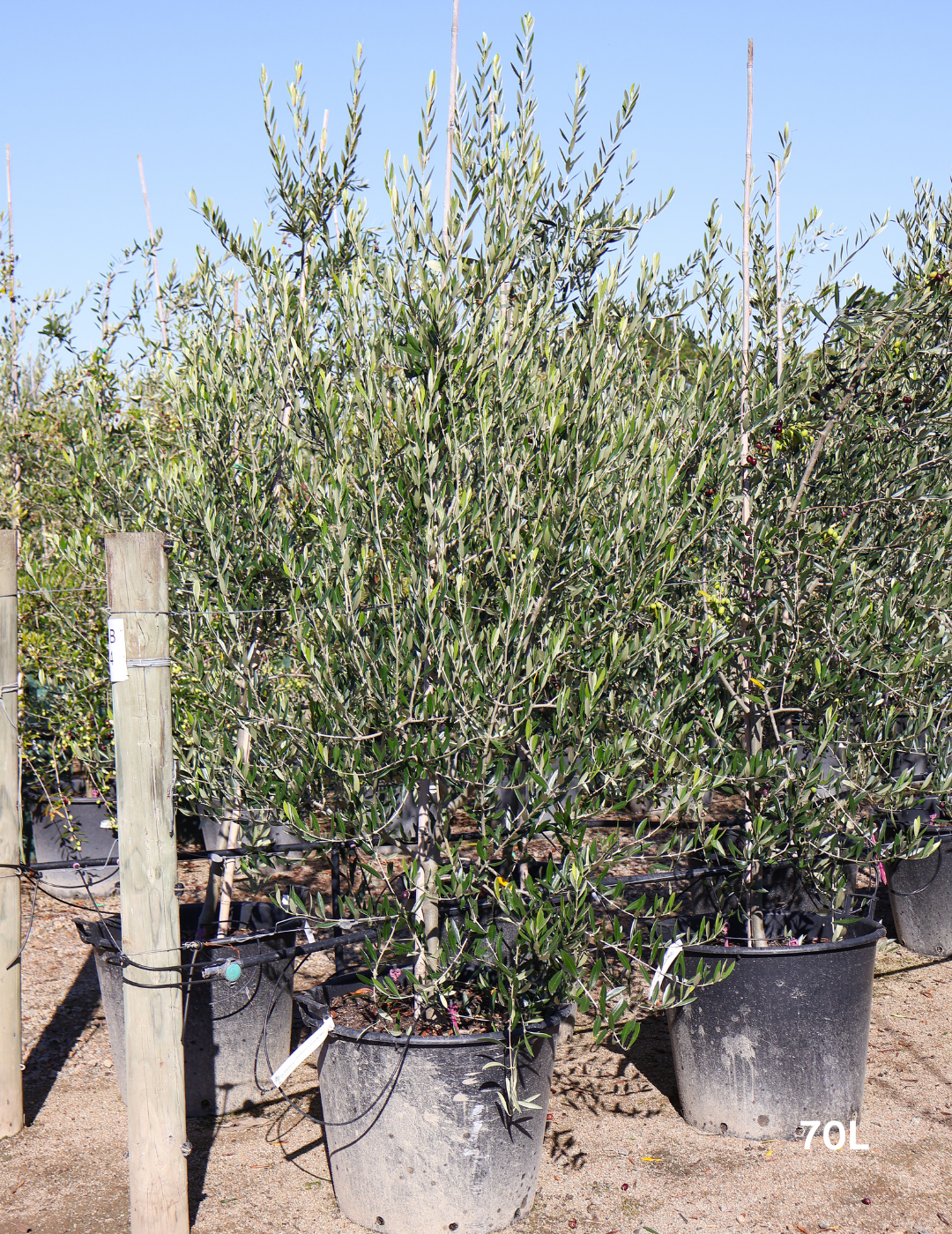 Olea europaea 'Kalamata' - Olive - Evergreen Trees Direct