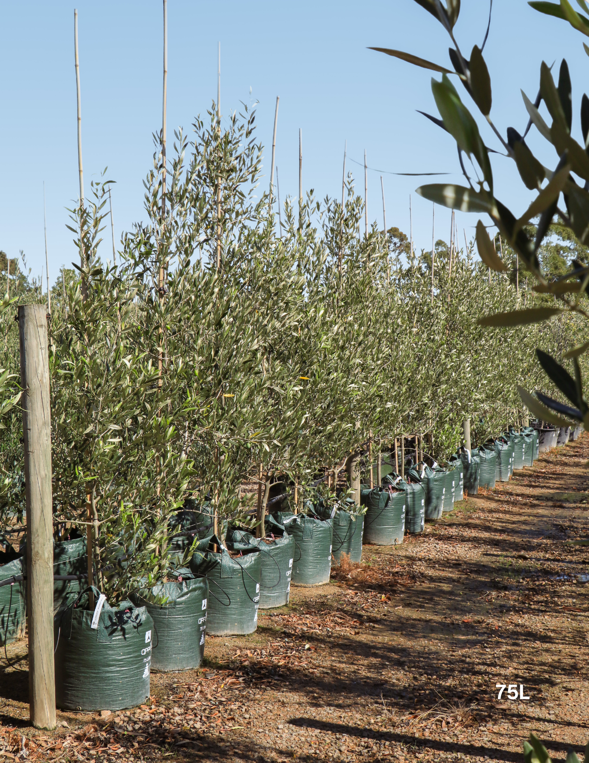 Olea europaea 'Kalamata' - Olive - Evergreen Trees Direct