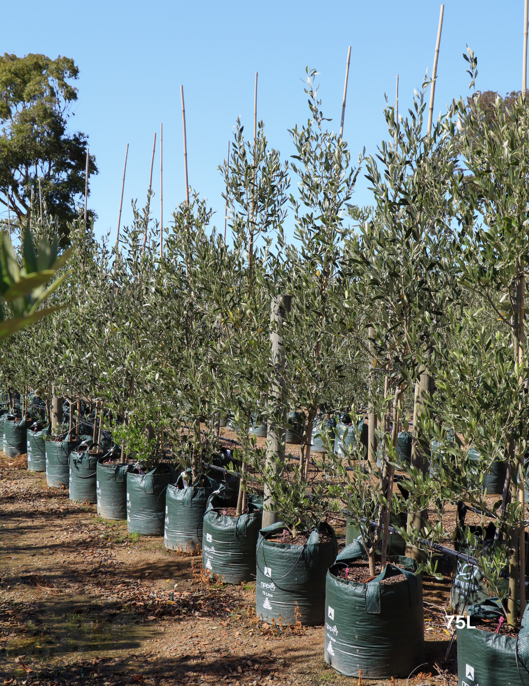 Olea europaea 'Kalamata' Olive