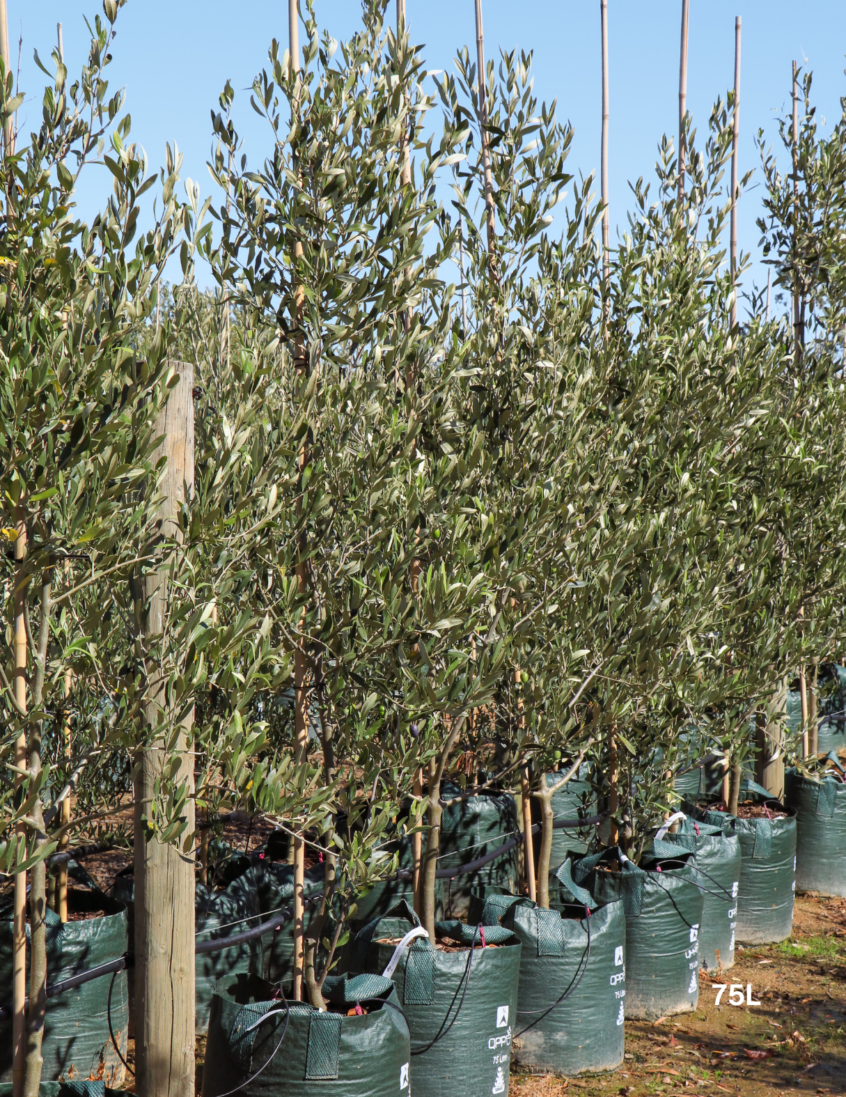 Olea europaea 'Kalamata' - Olive - Evergreen Trees Direct