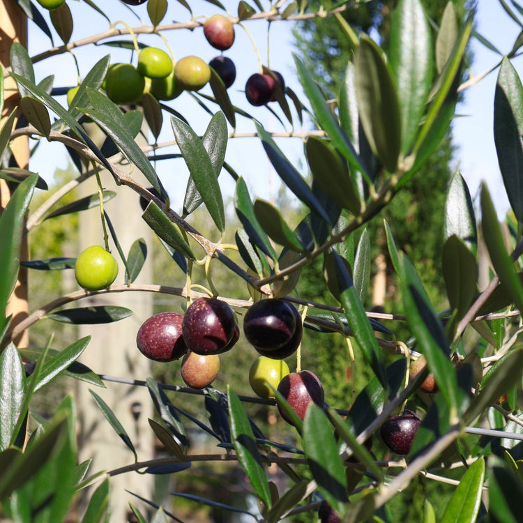 Olea europaea 'Manzanillo' - Olive