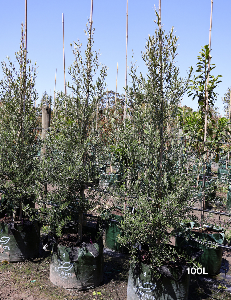 Olea europaea 'Tolley's Upright' Olive Tree
