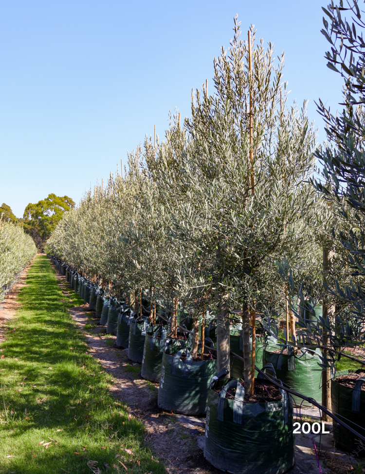Olea europaea 'Tolley's Upright' Olive Tree
