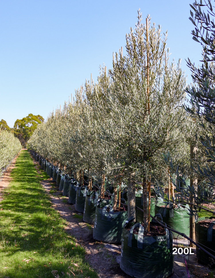 Olea europaea 'Tolley's Upright' - Olive