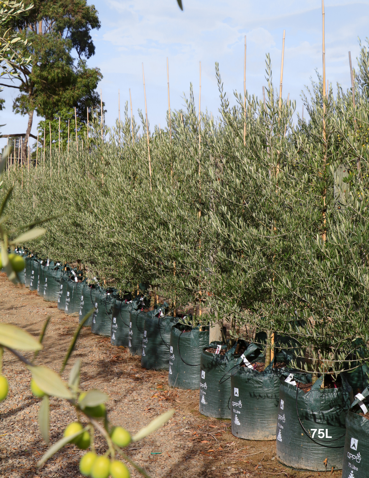 Olea europaea 'Tolley's Upright' - Olive - Evergreen Trees Direct
