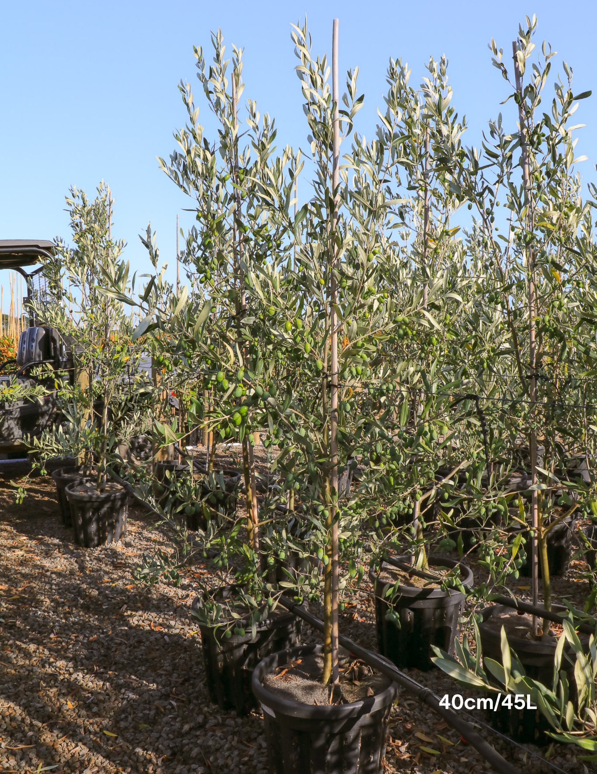 Olea europaea 'Kalamata' - Olive - Evergreen Trees Direct