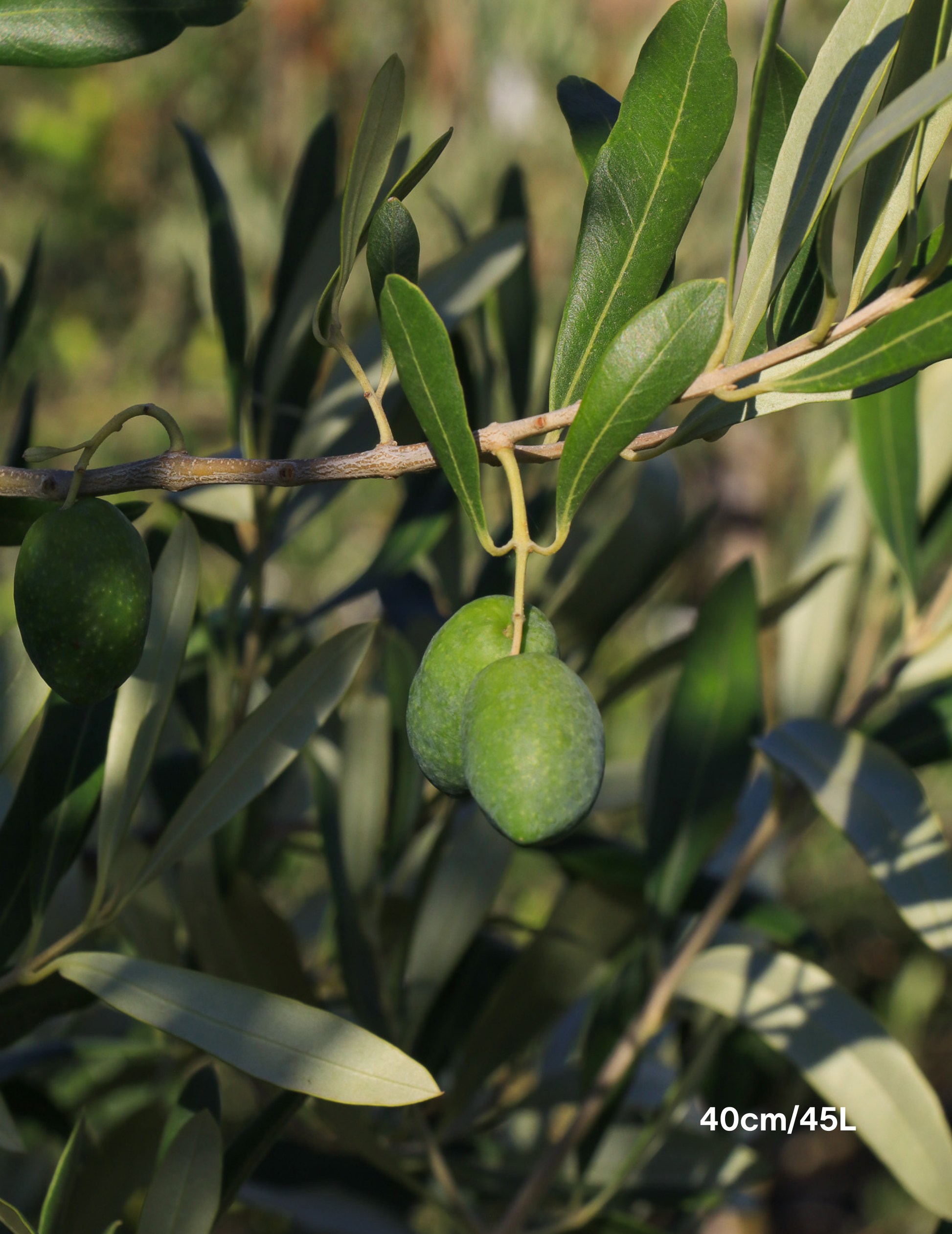 Olea europaea 'Kalamata' - Olive - Evergreen Trees Direct