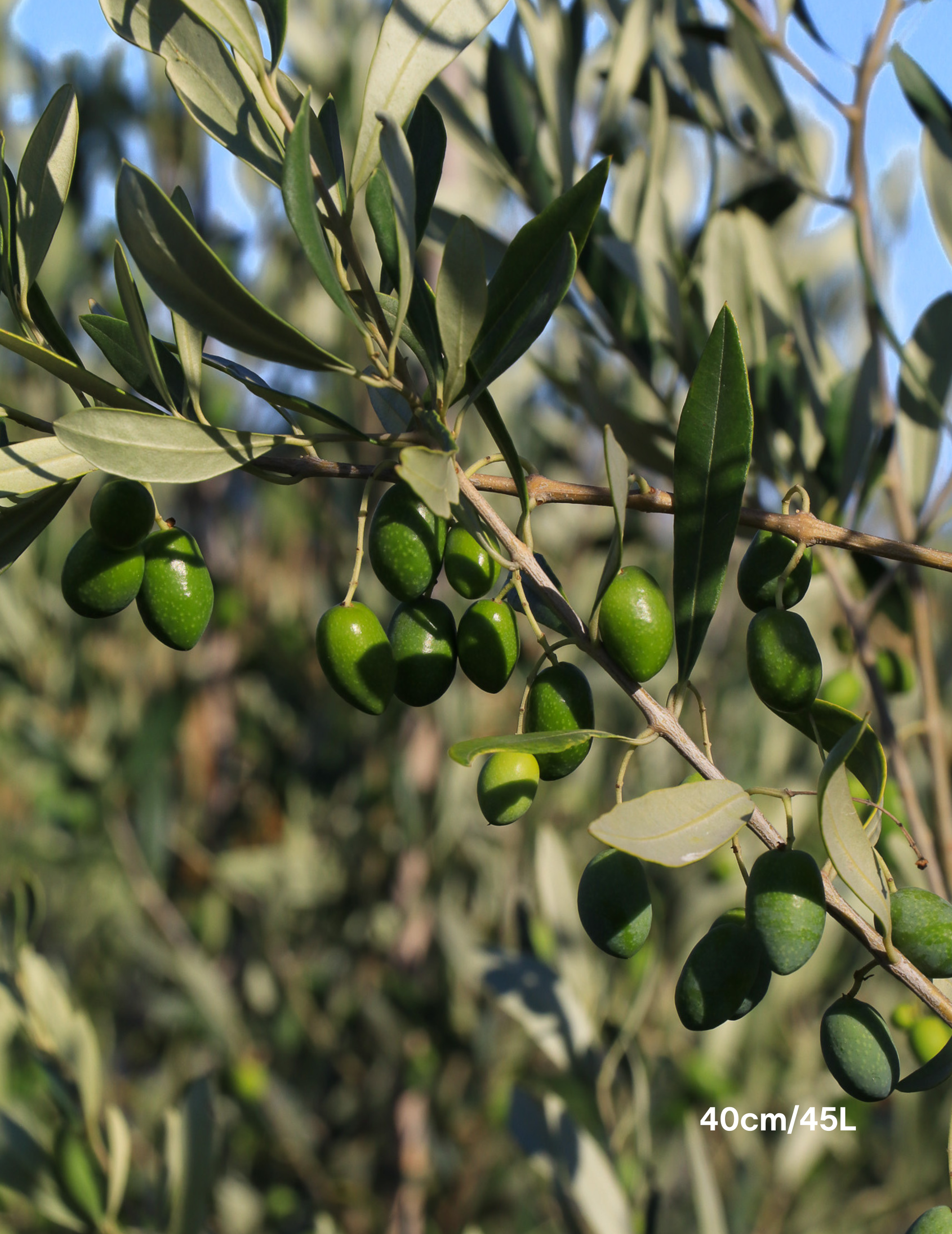 Olea europaea 'Kalamata' - Olive - Evergreen Trees Direct