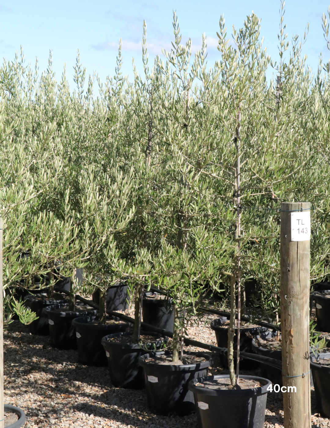 Olea europaea 'Tolley's Upright' - Low Fruiting Olive