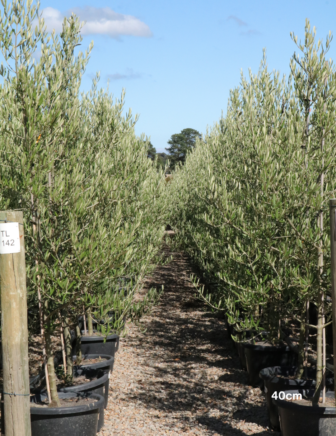 Olea europaea 'Tolley's Upright' - Low Fruiting Olive