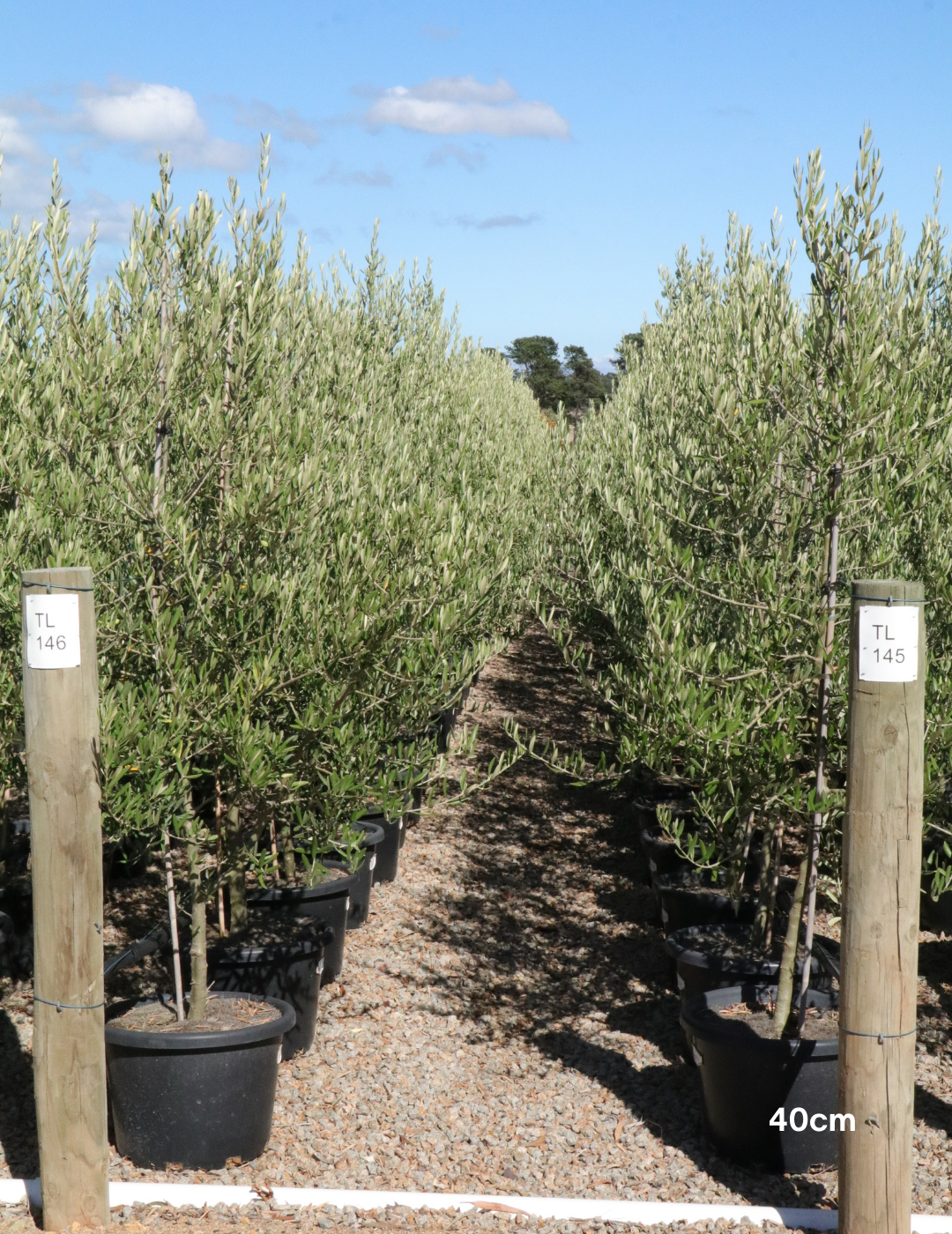 Olea europaea 'Tolley's Upright' - Low Fruiting Olive