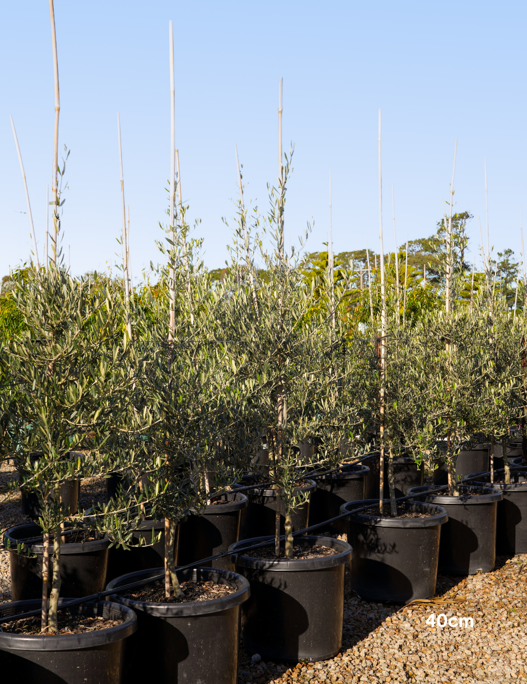 Olea europaea 'Tolley's Upright' - Low Fruiting Olive