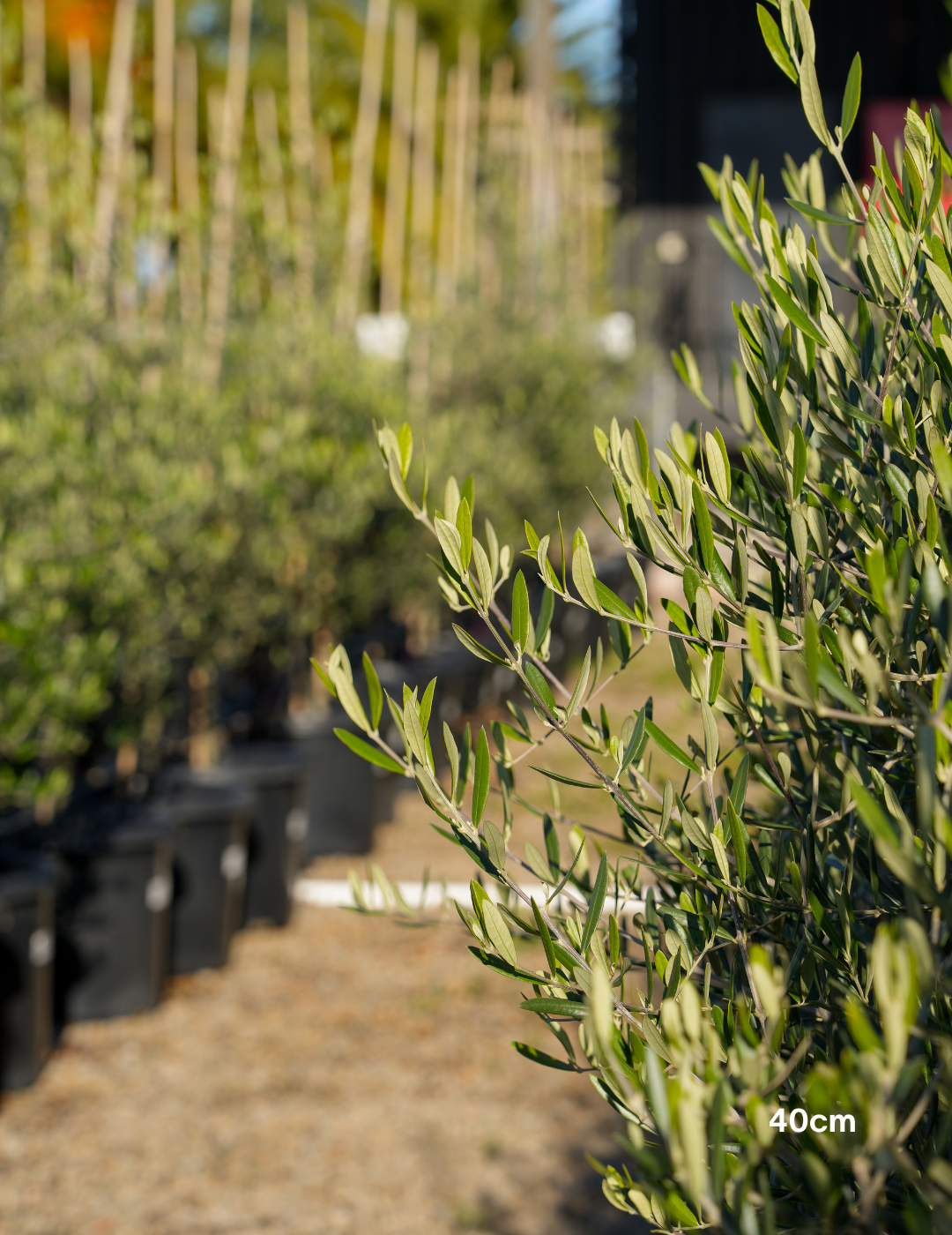 Olea europaea 'Tolley's Upright' - Low Fruiting Olive