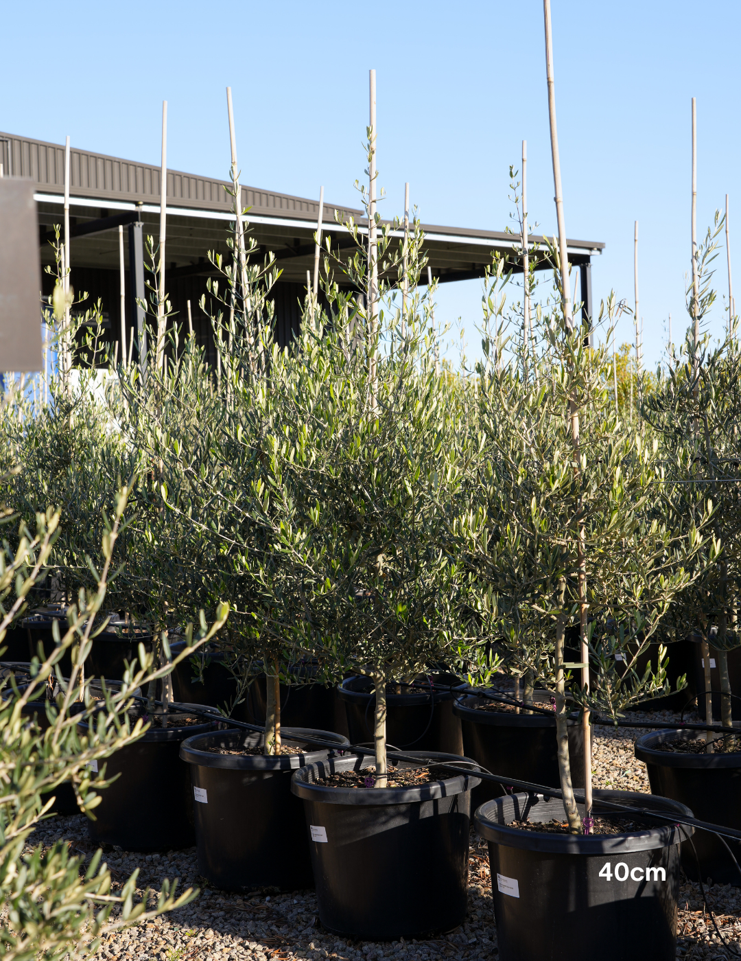 Olea europaea 'Tolley's Upright' - Low Fruiting Olive