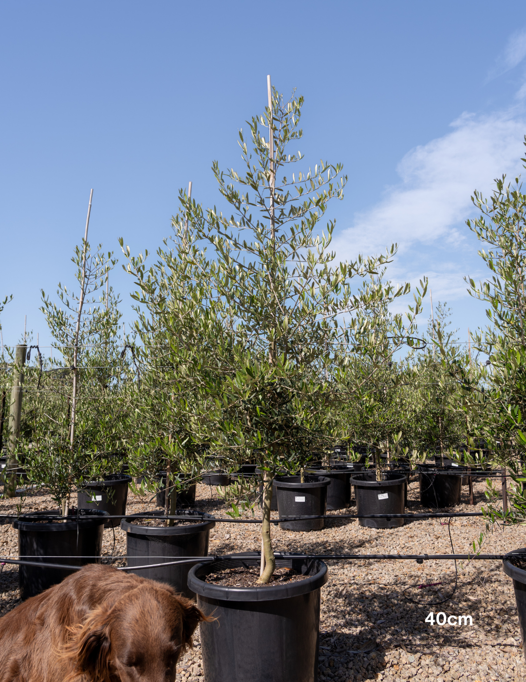 Olea europaea 'Tolley's Upright' - Low Fruiting Olive
