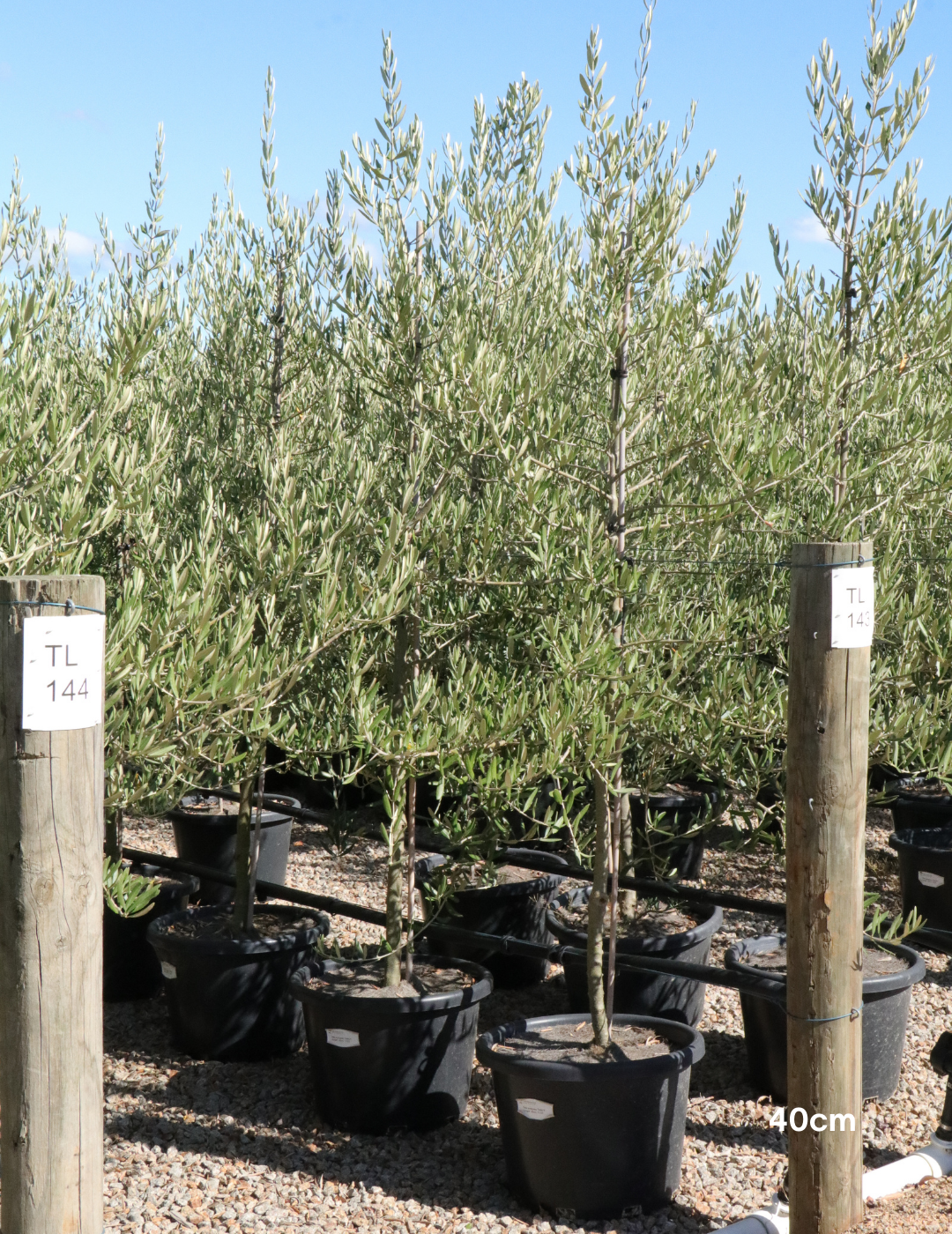 Olea europaea 'Tolley's Upright' - Low Fruiting Olive