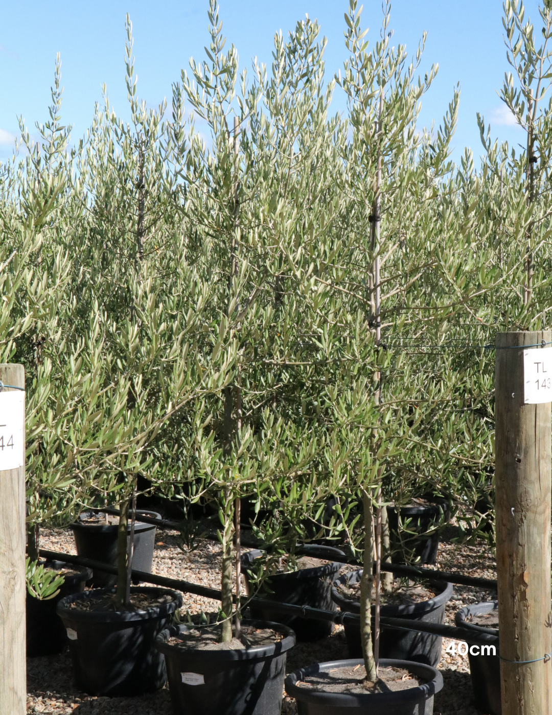 Olea europaea 'Tolley's Upright' - Low Fruiting Olive