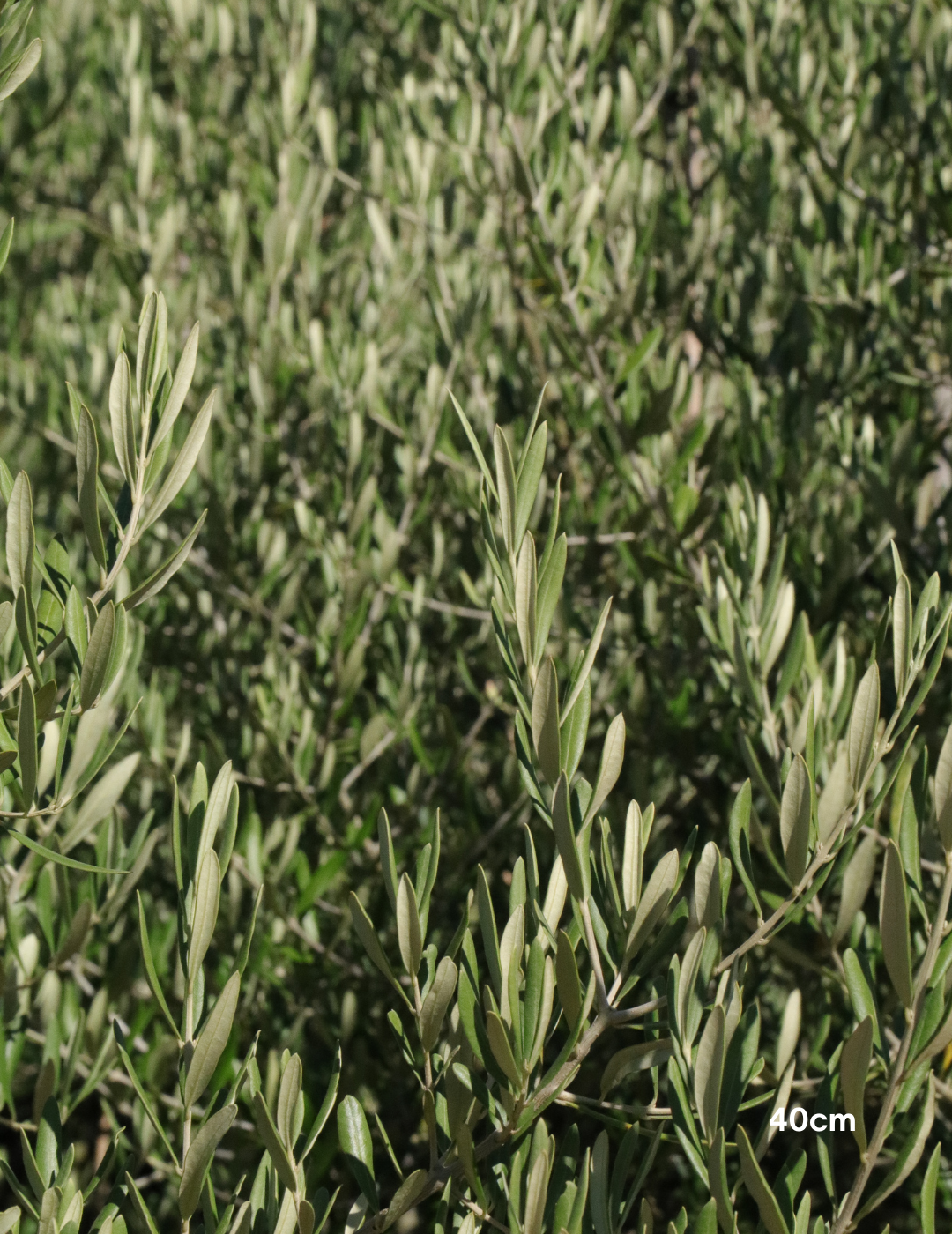 Olea europaea 'Tolley's Upright' - Low Fruiting Olive