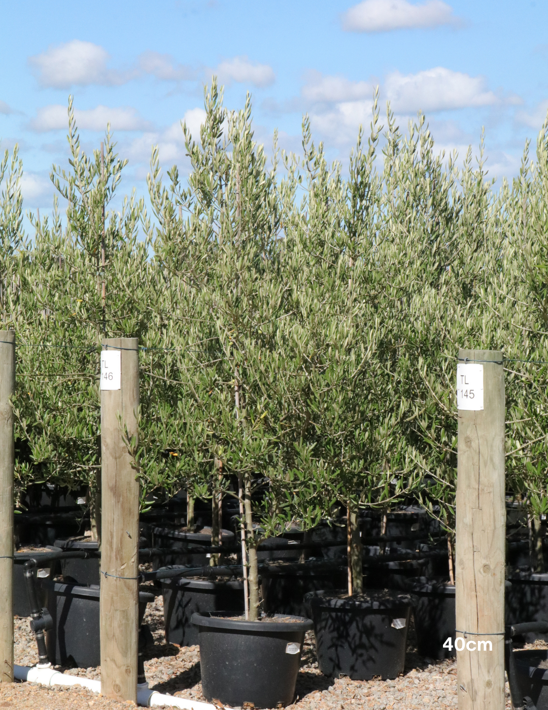 Olea europaea 'Tolley's Upright' - Low Fruiting Olive