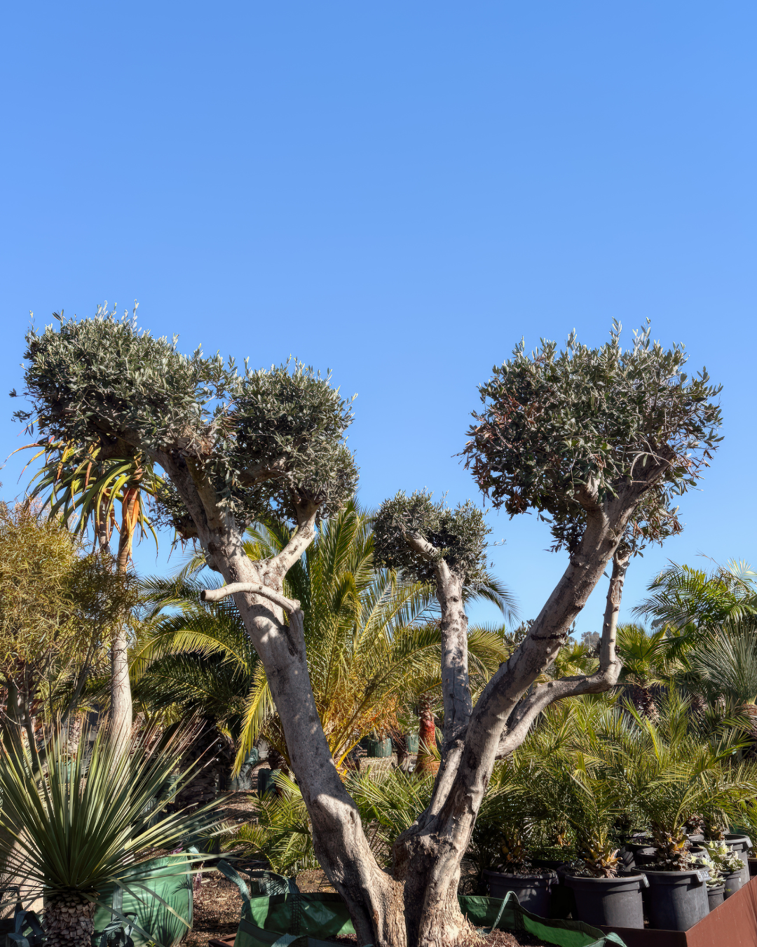 Olea europaea – Cloud-Pruned Olive Tree