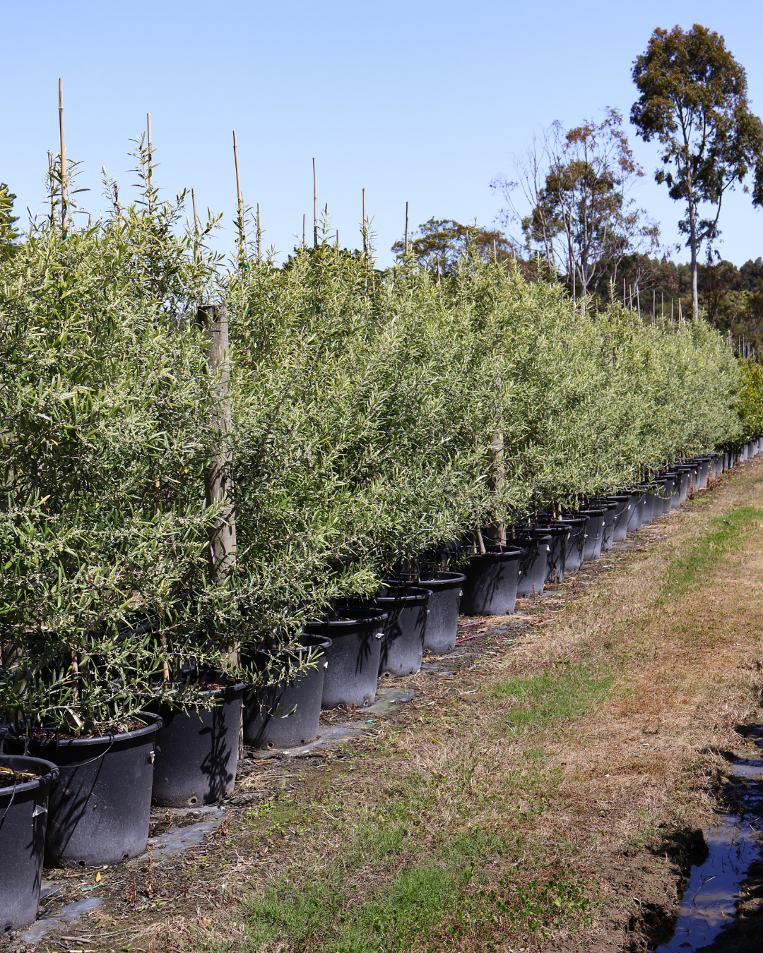 Olea europaea 'Del Morocco'