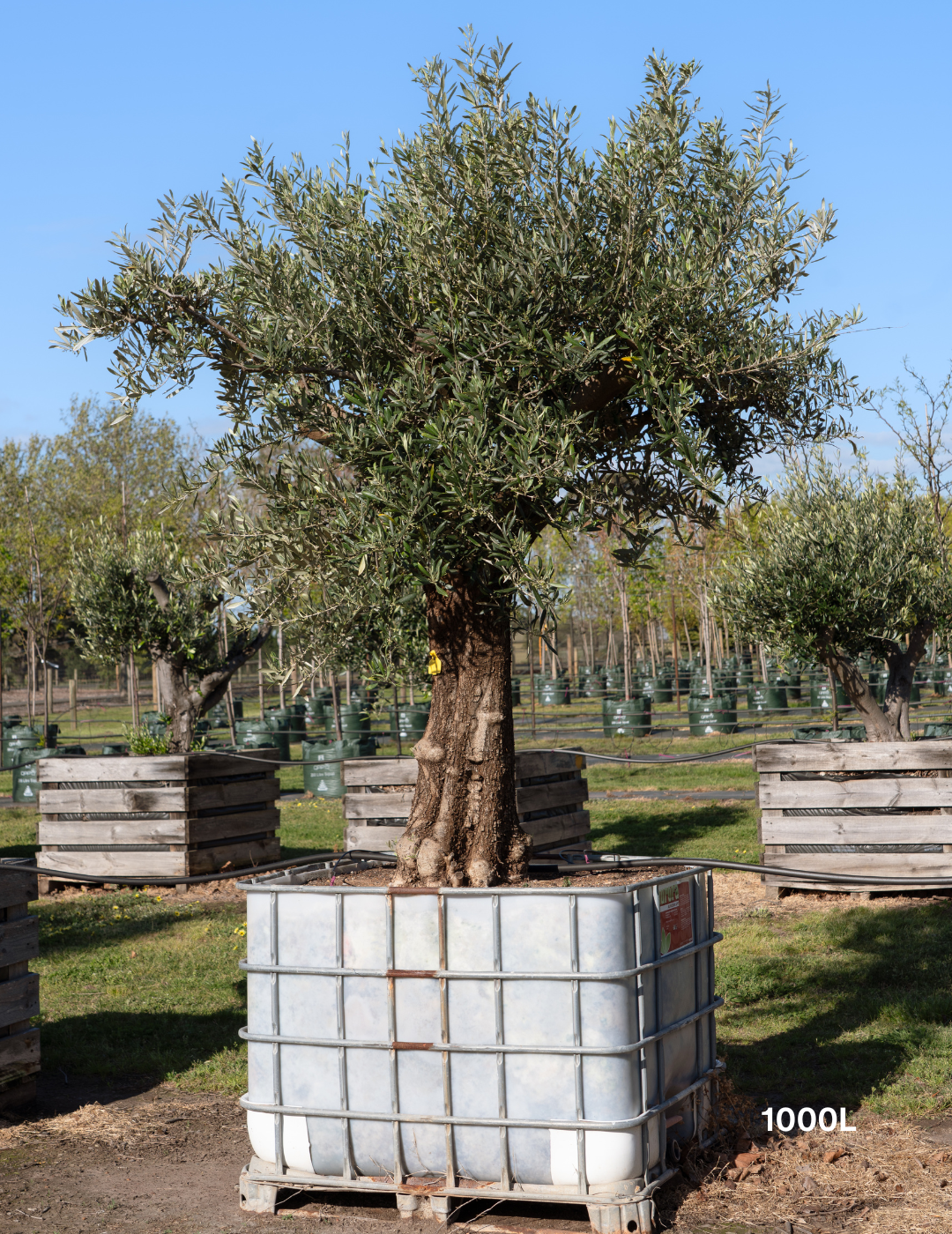 Olea europaea - Olive Tree (Ex Ground)
