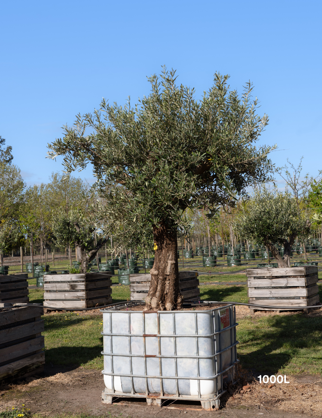 Olea europaea - Olive Tree (Ex Ground)