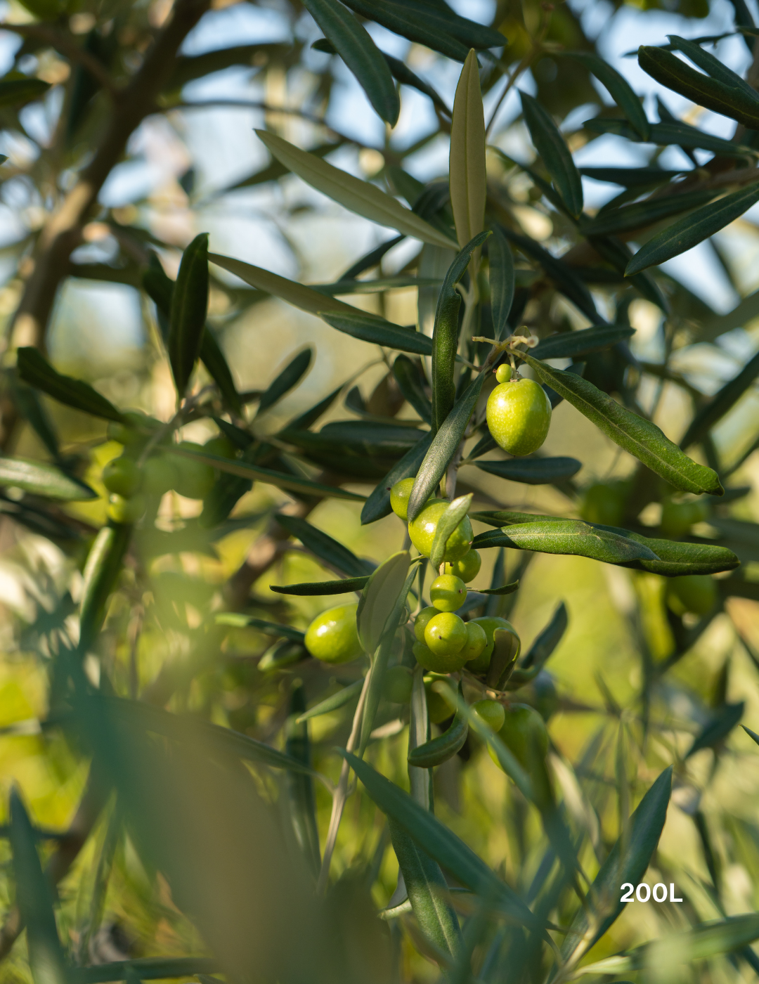 Olea europaea 'Manzanillo' - Olive
