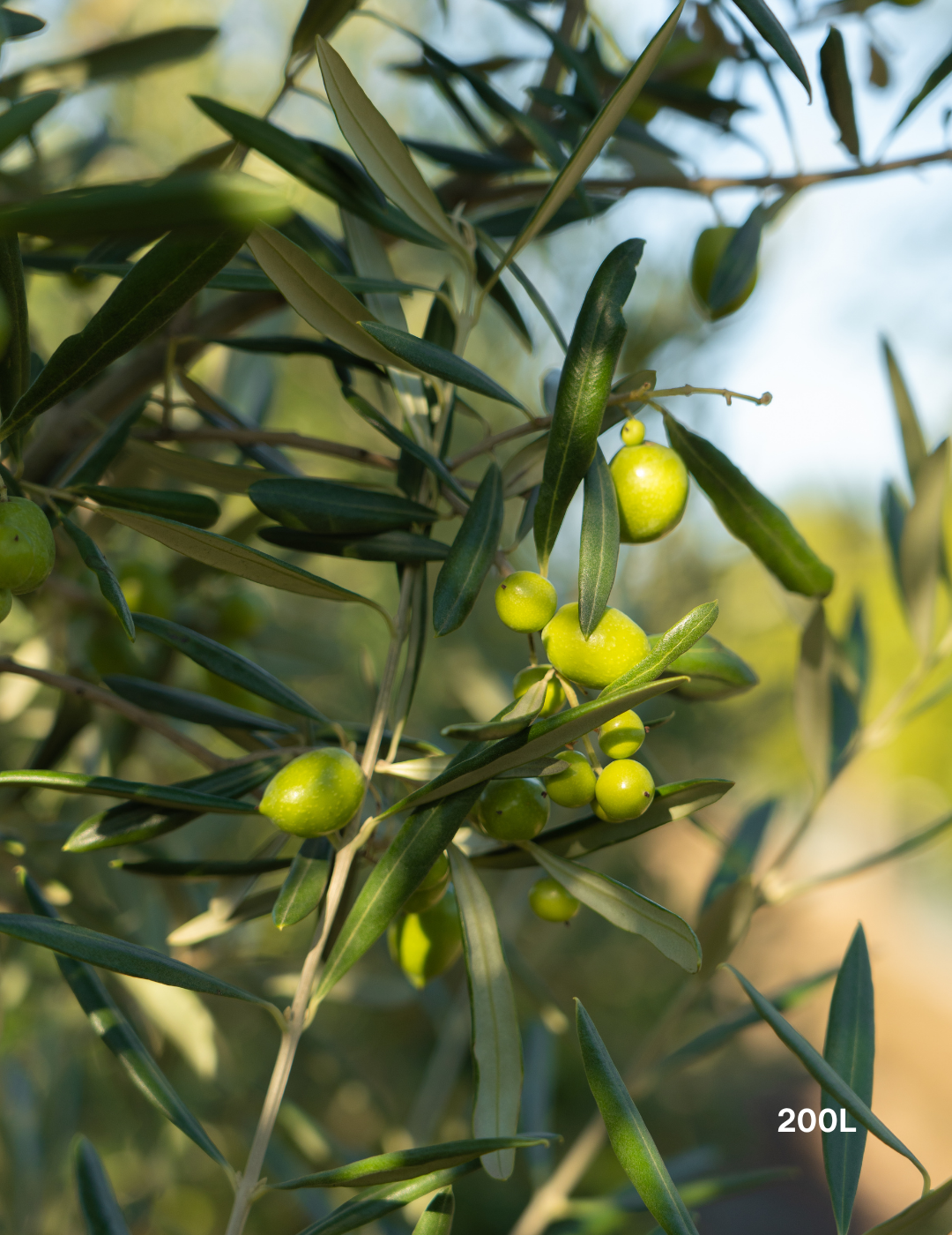 Olea europaea 'Manzanillo' - Olive