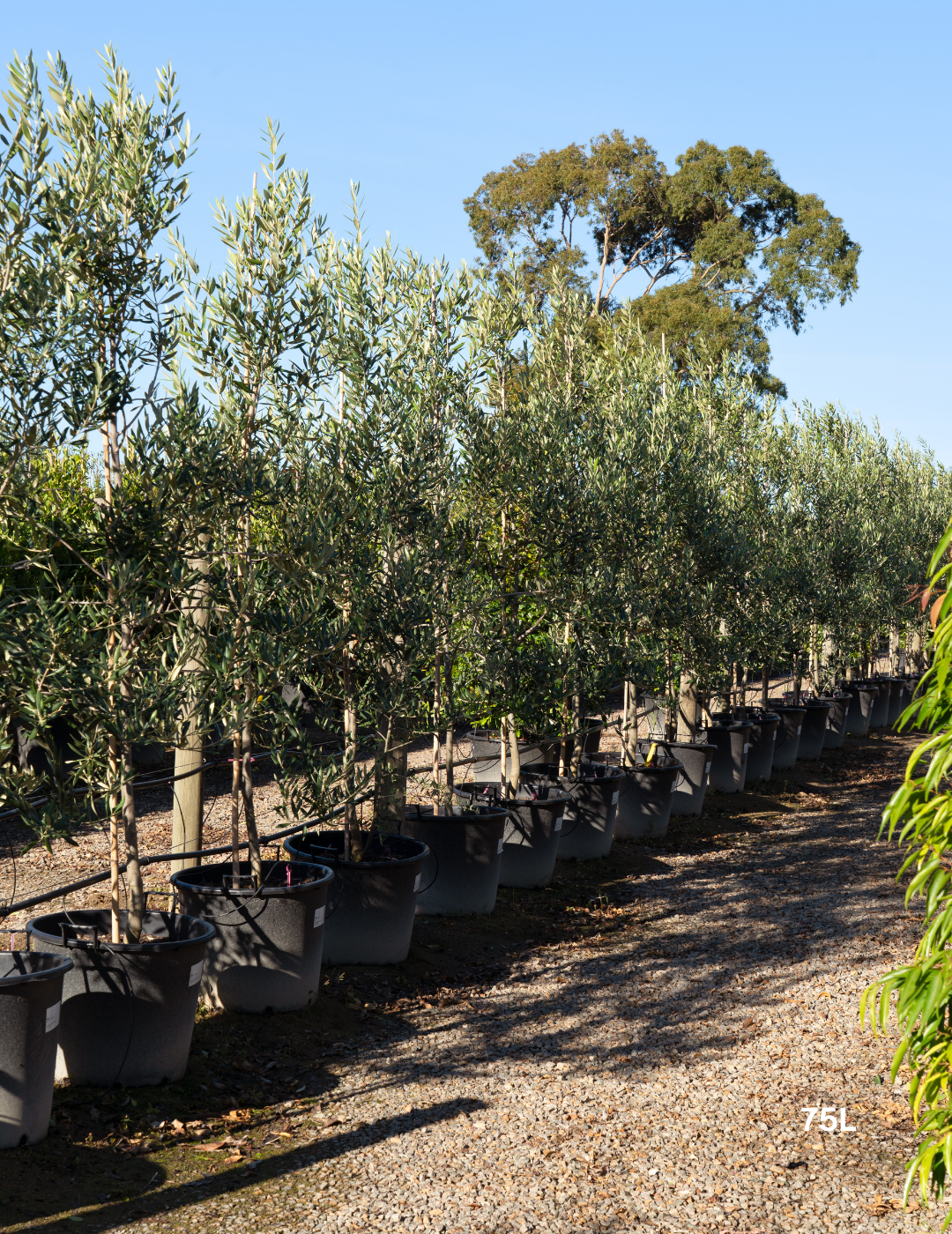 Olea europaea 'Swan Hill' (Non Fruiting Olive)