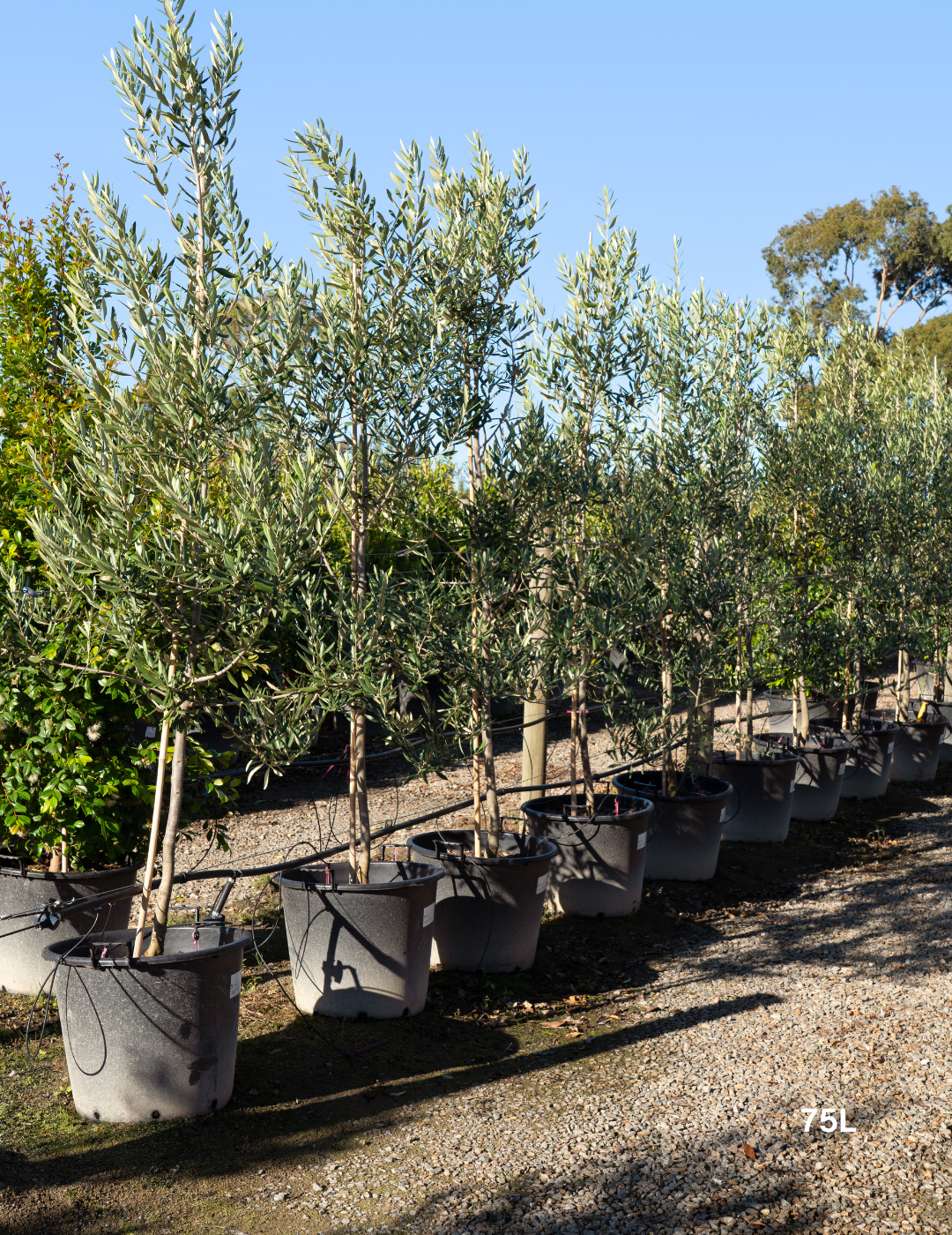 Olea europaea 'Swan Hill' (Non Fruiting Olive)