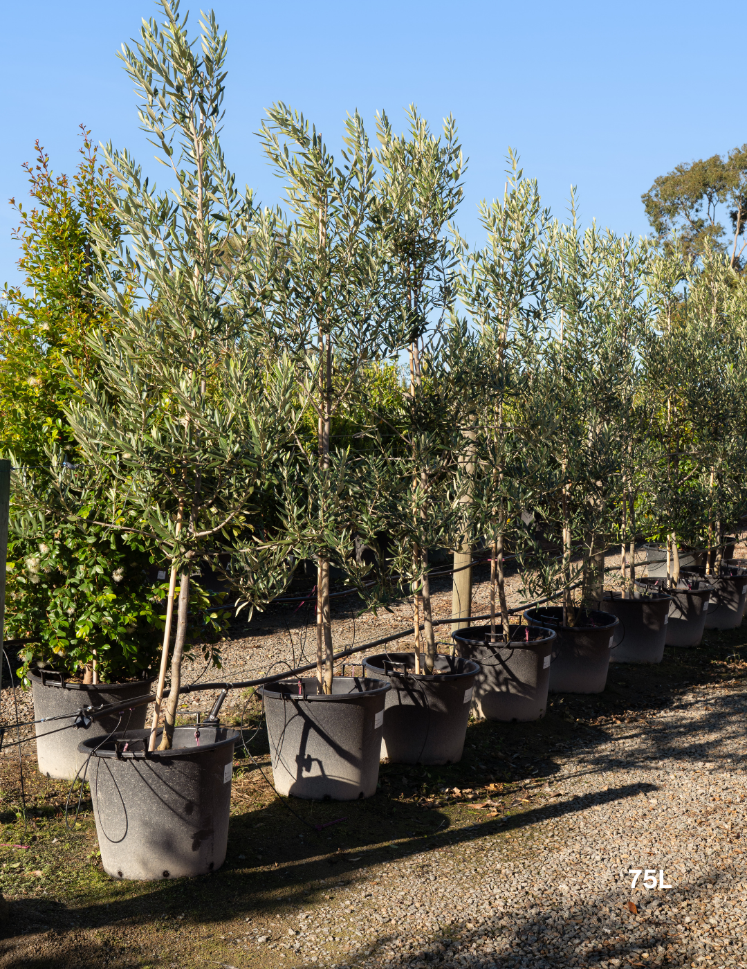 Olea europaea 'Swan Hill' (Non Fruiting Olive)