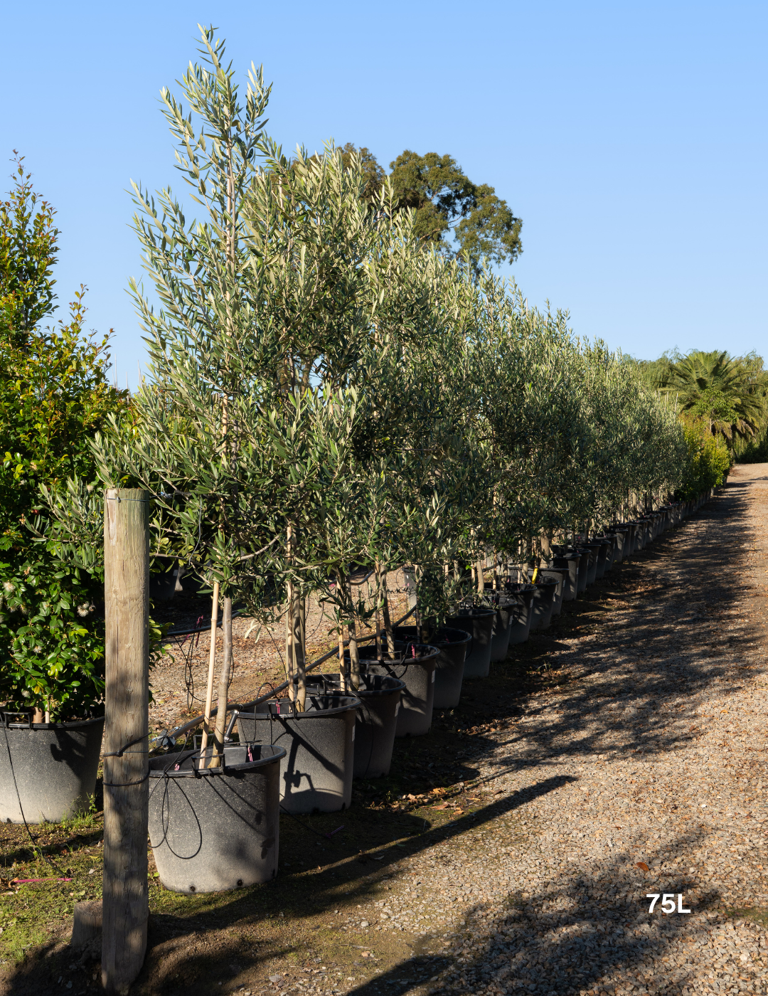 Olea europaea 'Swan Hill' (Non Fruiting Olive)