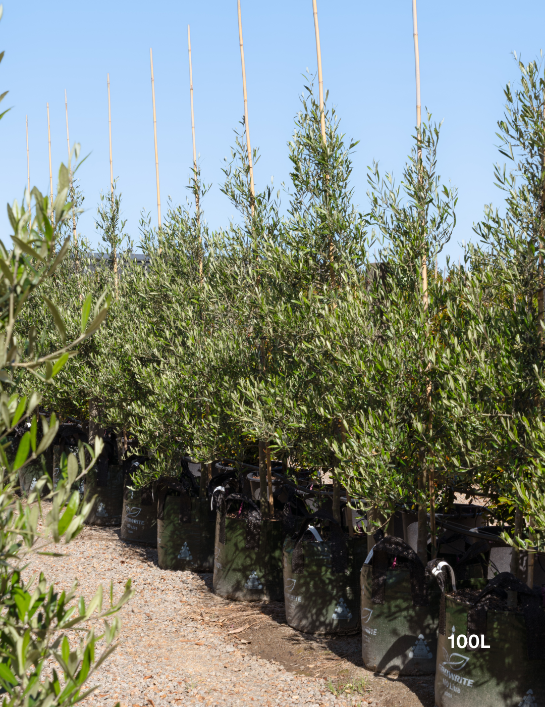 Olea europaea 'Tolley's Upright' - Low Fruiting Olive - Evergreen Trees Direct