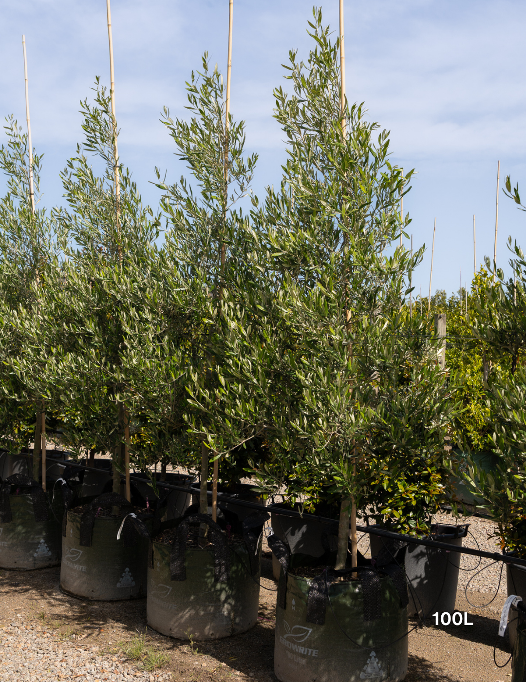 Olea europaea 'Tolley's Upright' - Low Fruiting Olive - Evergreen Trees Direct