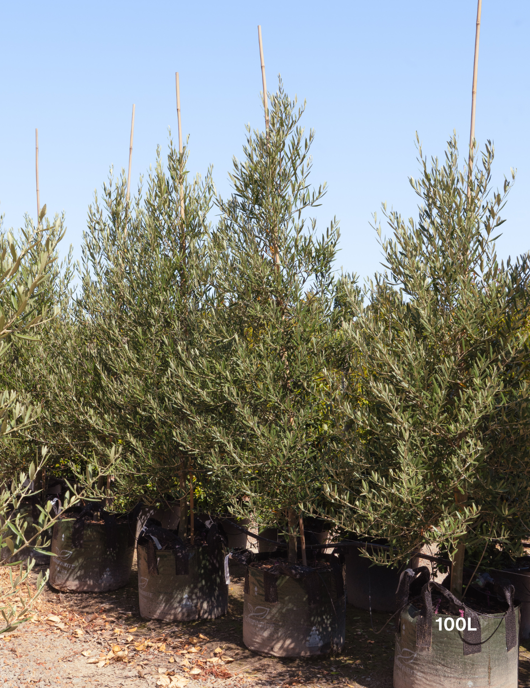 Olea europaea 'Tolley's Upright' - Low Fruiting Olive - Evergreen Trees Direct