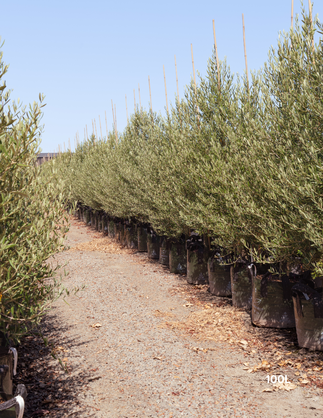 Olea europaea 'Tolley's Upright' - Low Fruiting Olive - Evergreen Trees Direct