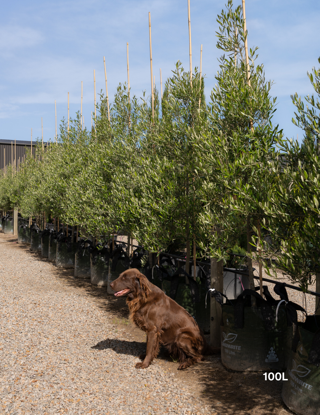 Olea europaea 'Tolley's Upright' - Low Fruiting Olive - Evergreen Trees Direct