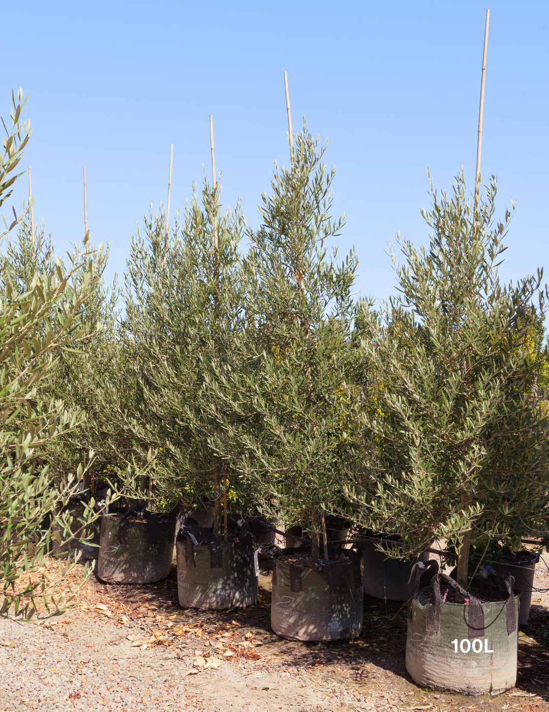 Olea europaea 'Tolley's Upright' - Low Fruiting Olive - Evergreen Trees Direct