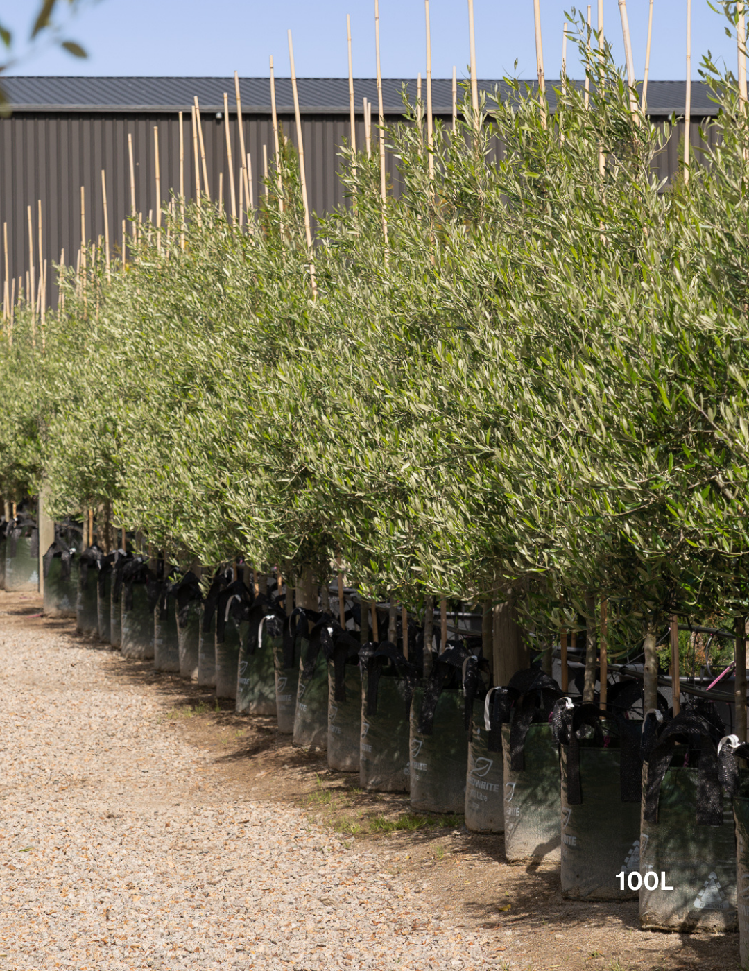 Olea europaea 'Tolley's Upright' - Low Fruiting Olive - Evergreen Trees Direct