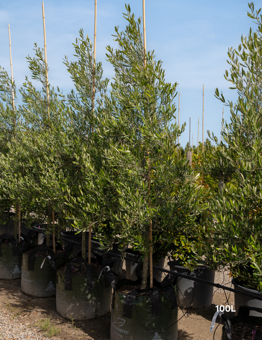 Olea europaea 'Tolley's Upright' - Low Fruiting Olive - Evergreen Trees Direct