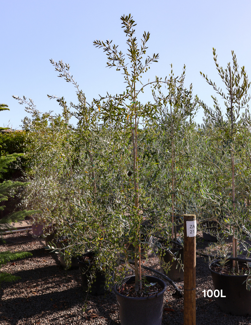 Omli Tree The Best Olive Trees for Your Garden: A Beginner's Guide