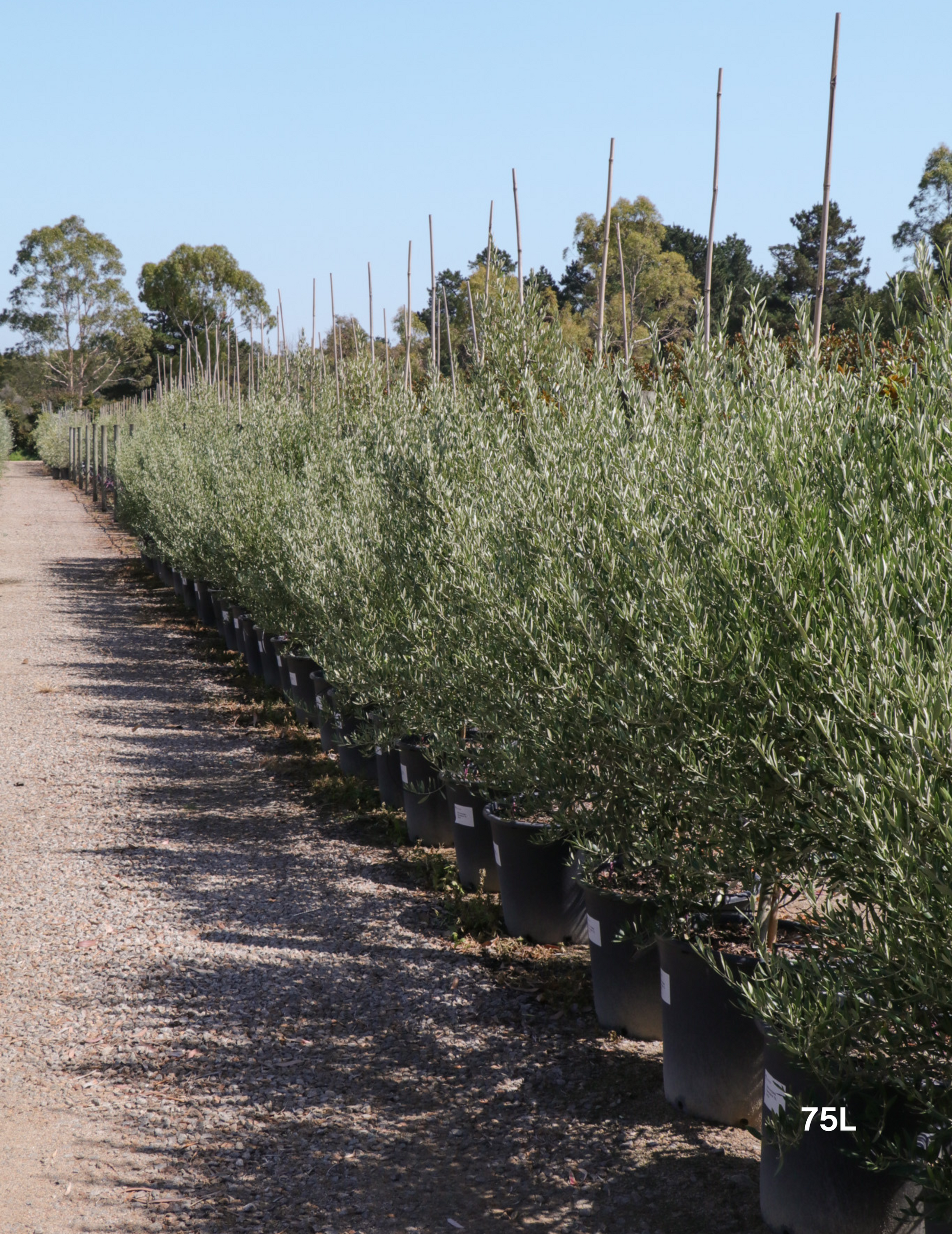 Olea 'Bambalina' Olive Tree - Evergreen Trees Direct