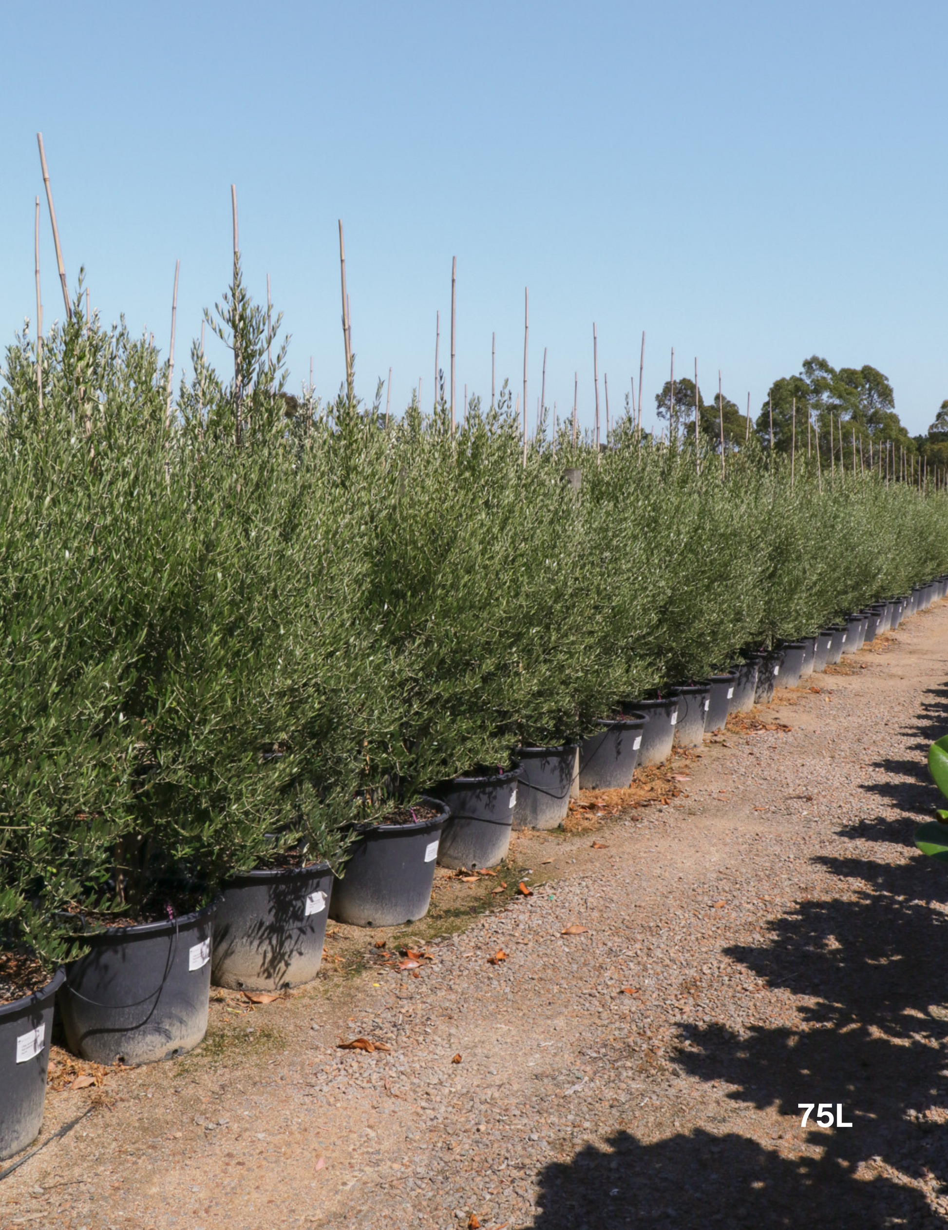 Olea 'Bambalina' Olive Tree - Evergreen Trees Direct