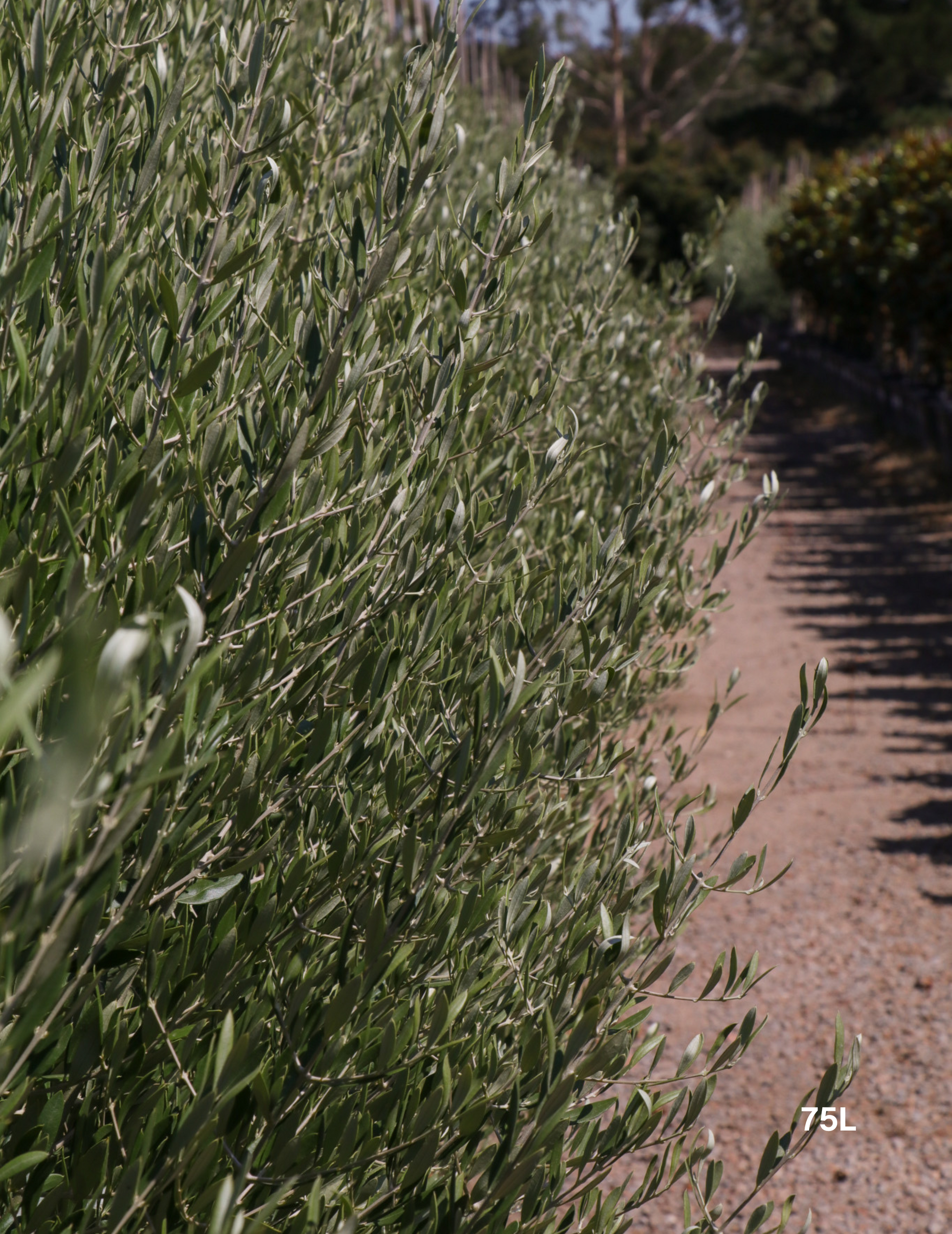 Olea 'Bambalina' Olive Tree - Evergreen Trees Direct