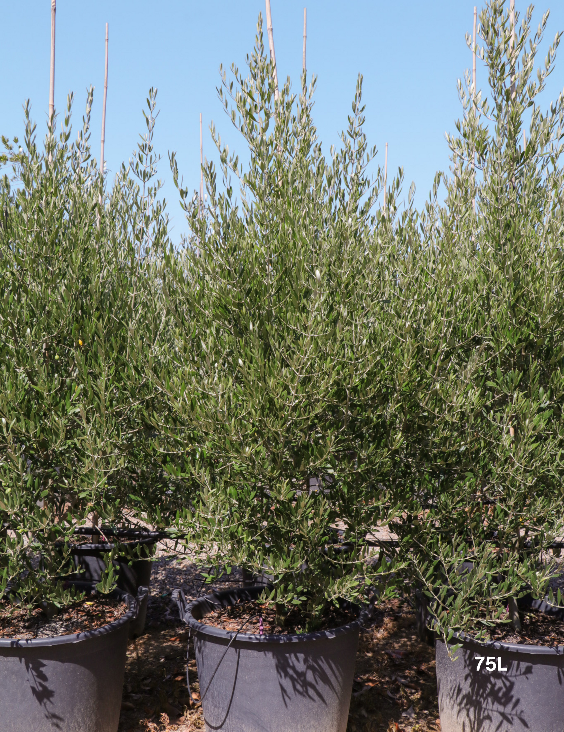 Olea 'Bambalina' Olive Tree - Evergreen Trees Direct