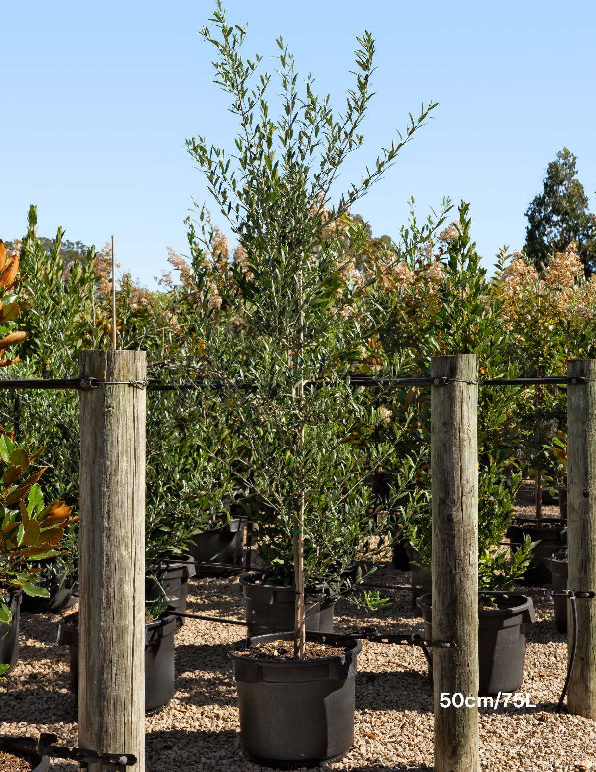 Olea europaea 'Manzanillo' - Olive