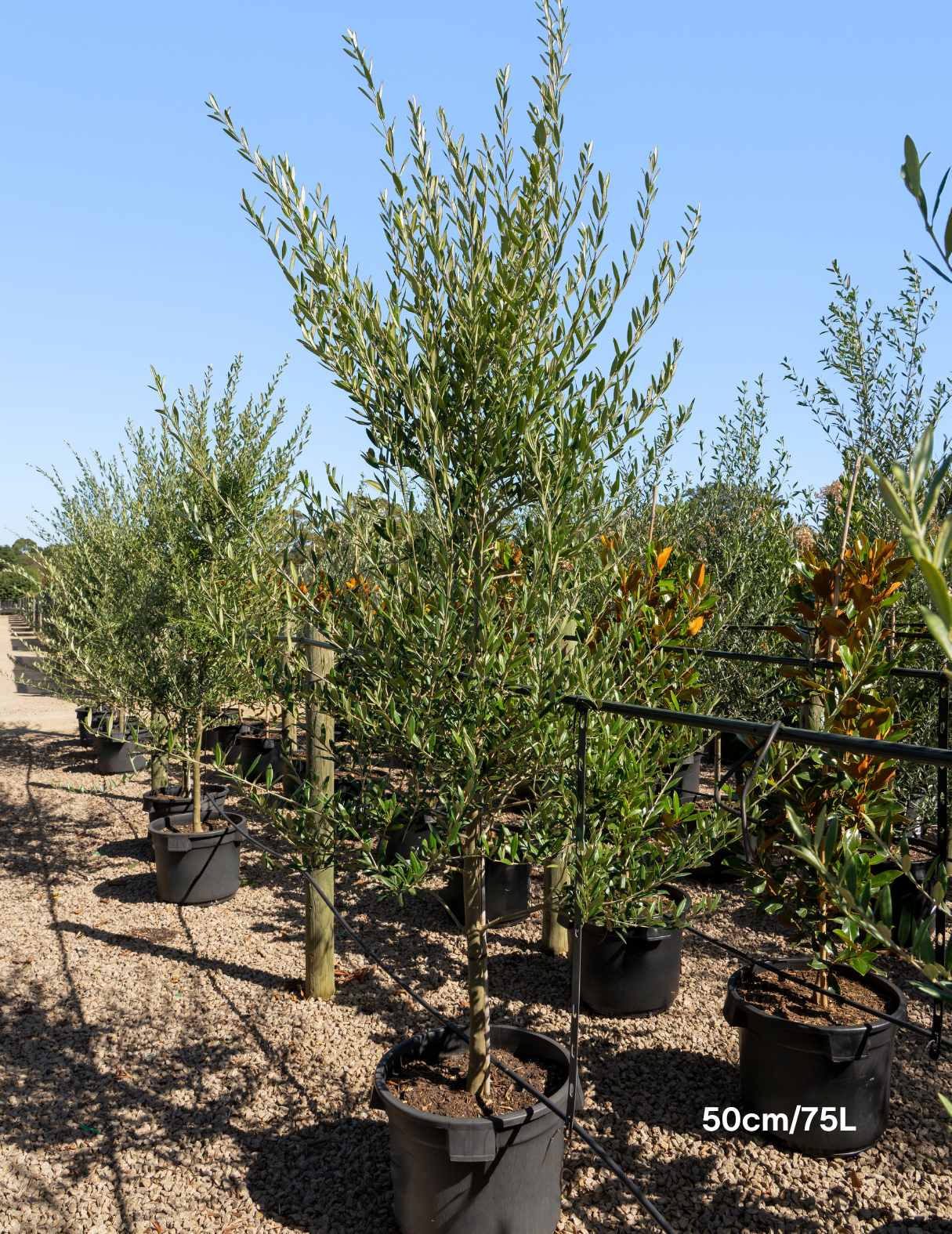 Olea europaea 'Manzanillo' - Olive