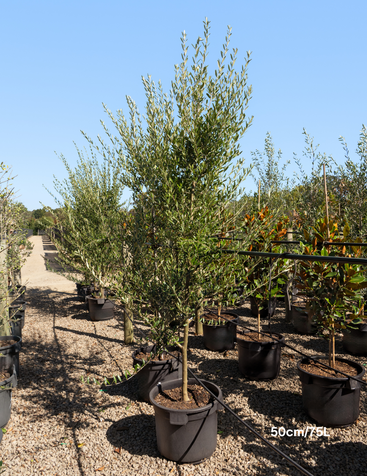 Olea europaea 'Manzanillo' - Olive